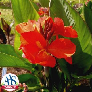 South Pacific Scarlet Canna Thumbnail